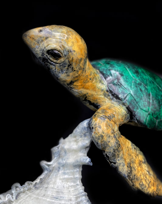 Brian Arthur 'Small Turtle w/Shell' - Centaur Art Galleries