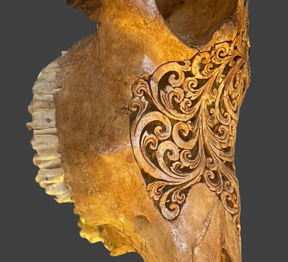 Water Buffalo Skull (Carving) - Centaur Art Galleries